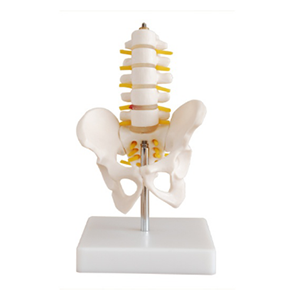 Small pelvis model with five-section lumbar